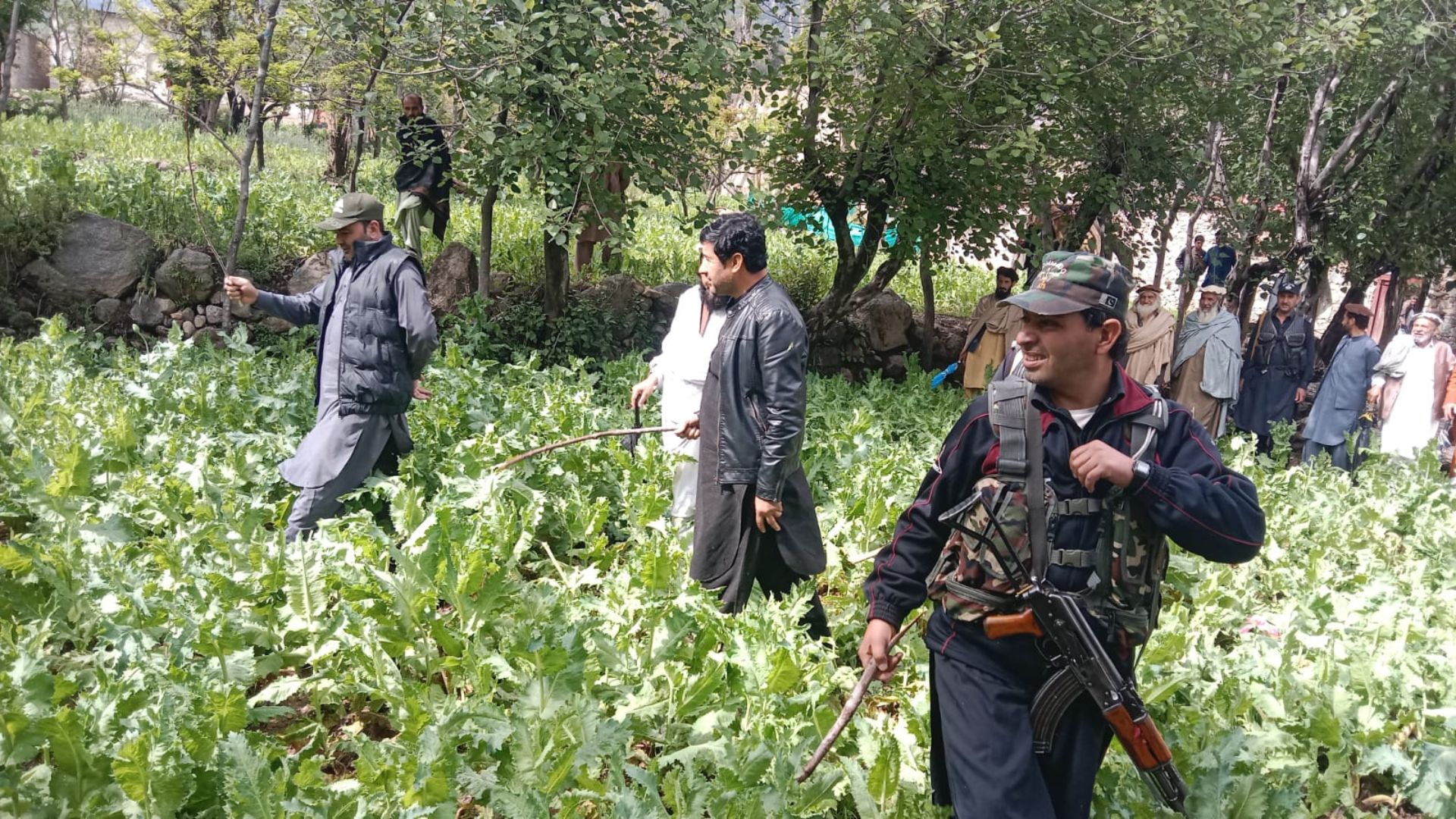 باجوړ: سالارزئی کې داپيموفصل له منځه یووړل شو