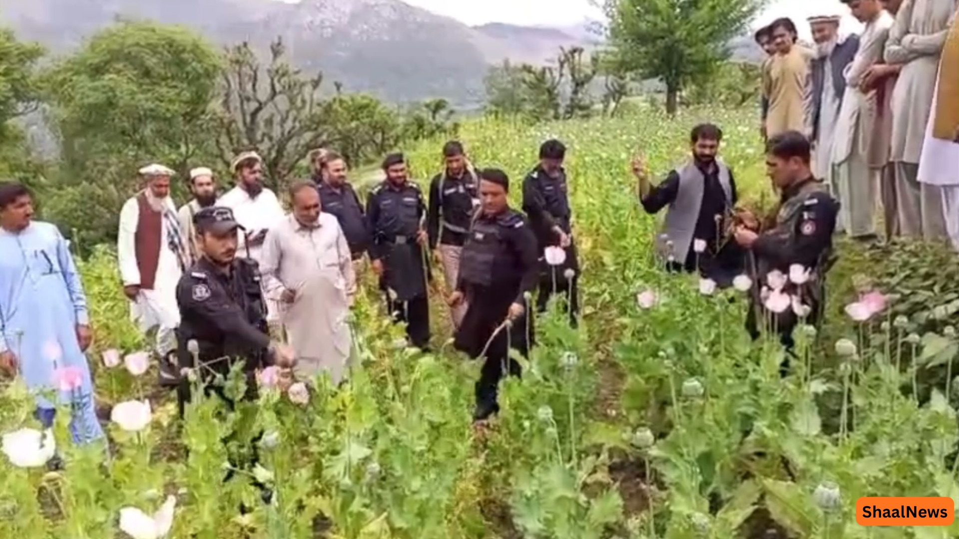 په باجوړ کې د اپیمو د ولاړ فصل د له منځه وړلو عملیات لا هم روان دي