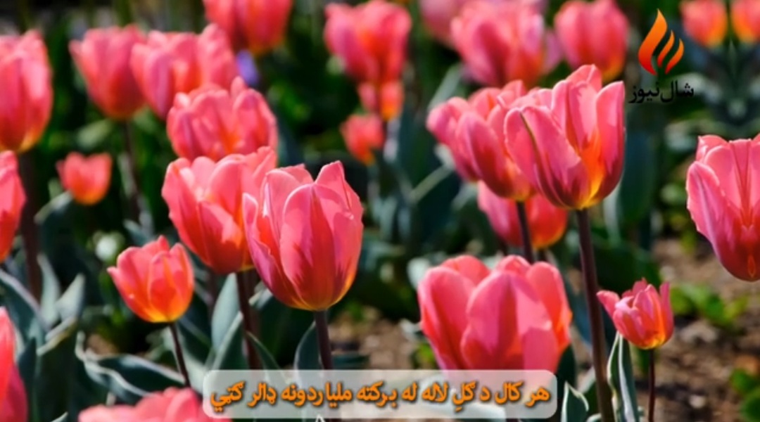 هالنډ: د لاله ګلانو او رنګونو نړۍ