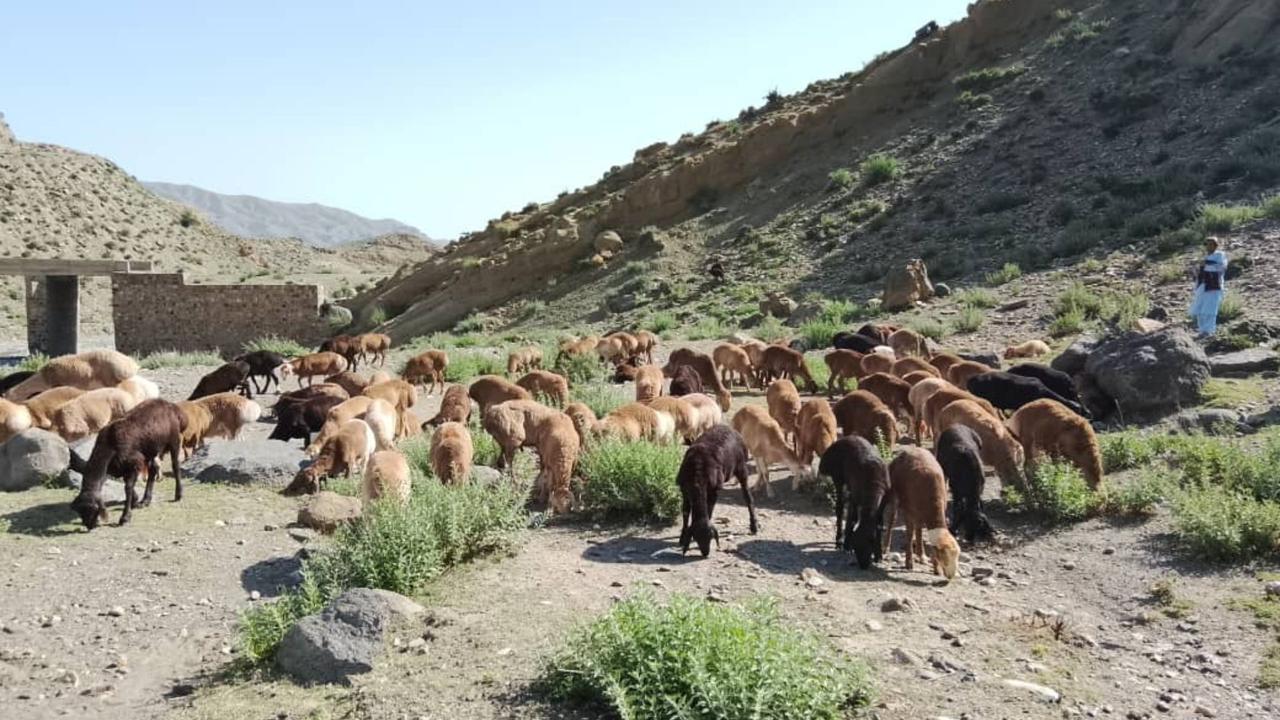 افغانستان : ننګرهار کې پاکستان ته د ۱۰۰ پسونو د قاچاق هڅه شنډه او درې کسان نیولی شوی دي
