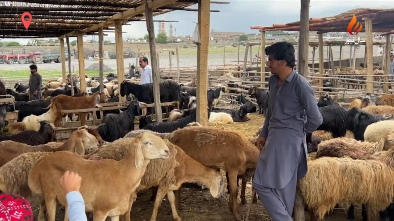 د پاړاچنار څاروو منډې کې د څاروو نرخونه ډېر زیات شوي دي