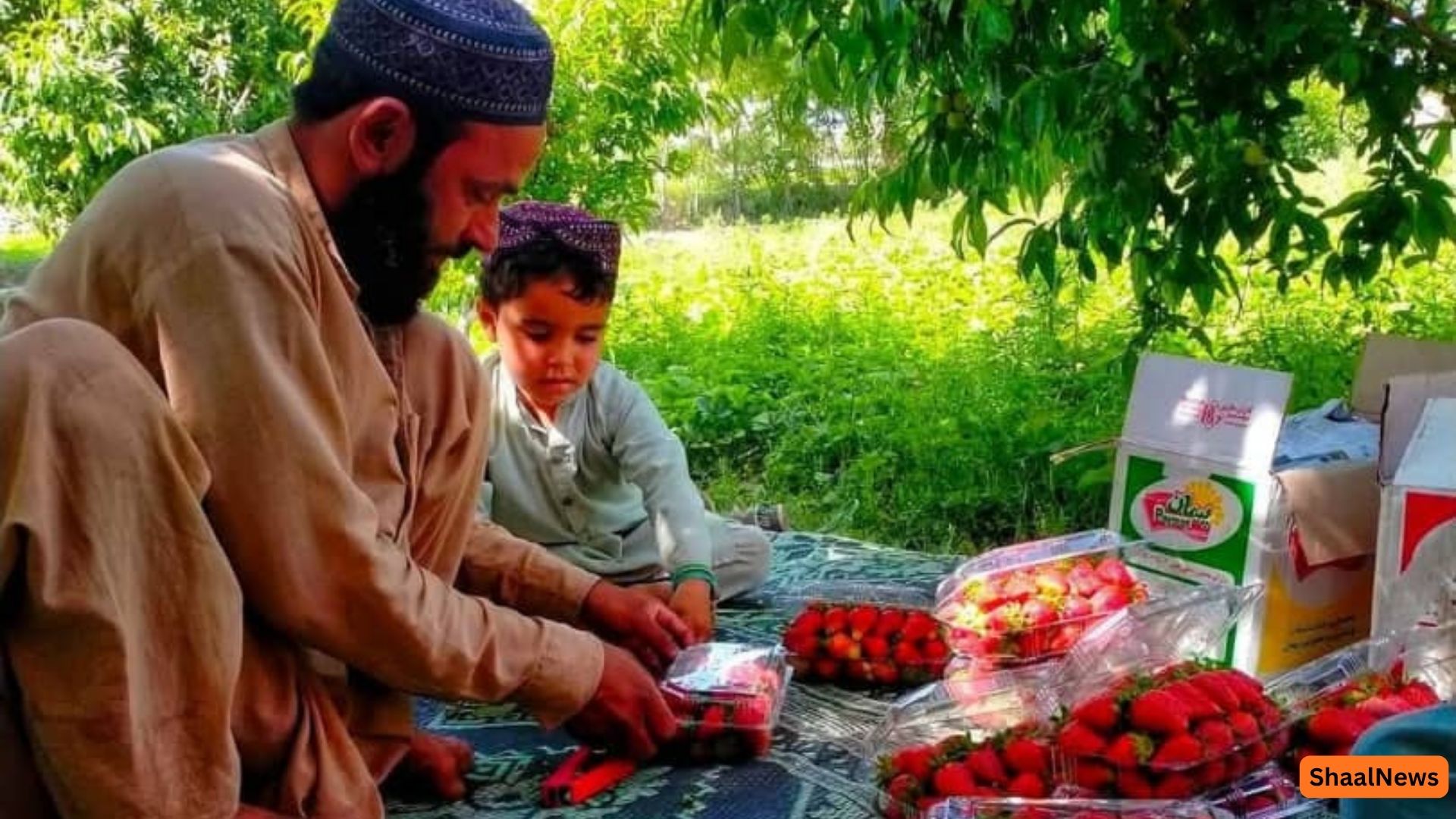 کندهار کې د ځمکني توت کښت پراخېږي؛ کروندګر یې د کوکنارو بدیل بولي