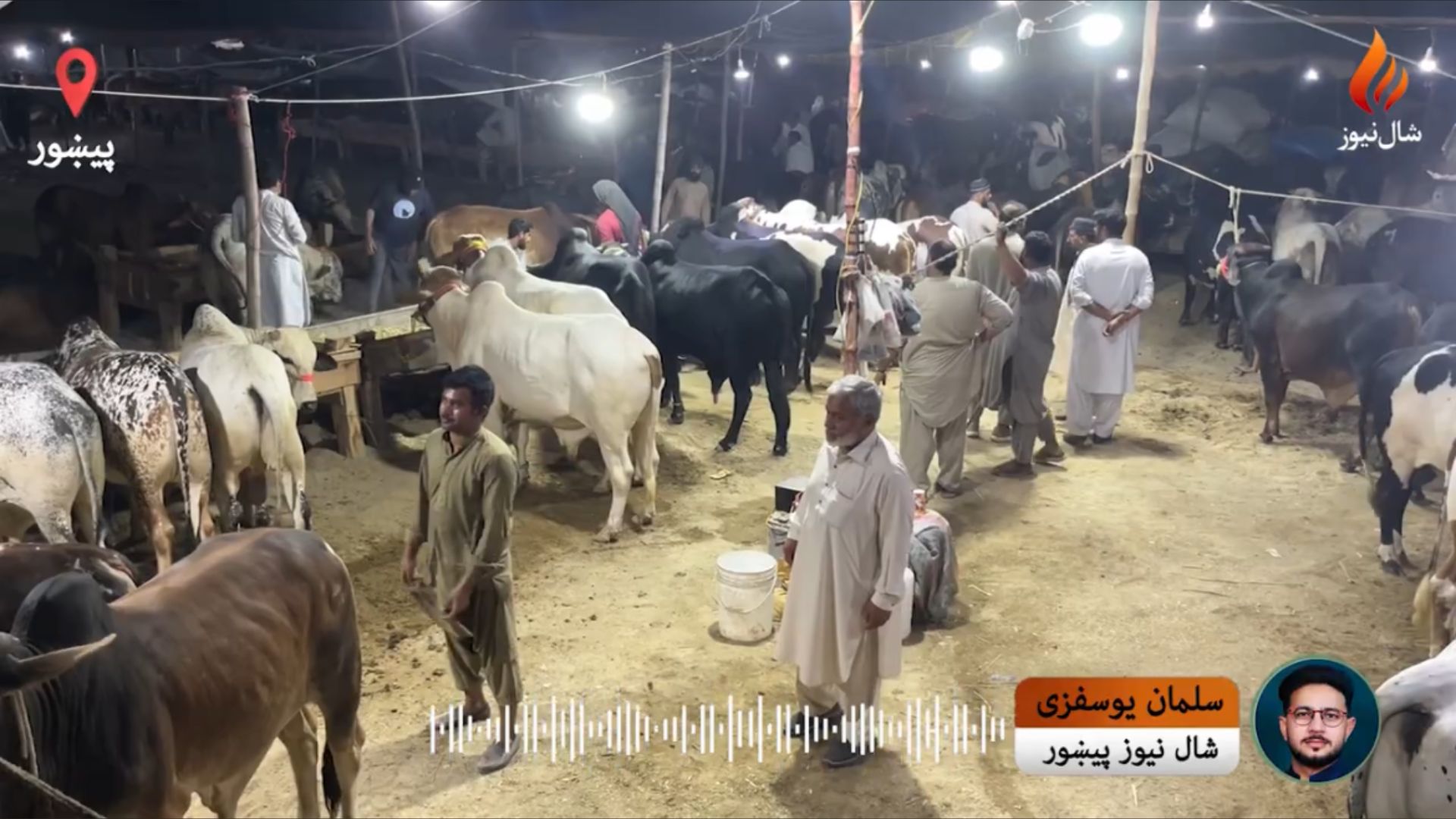 سږ کال په پېښور کې د قربانۍ د څاروو بازار څنګه دی ؟