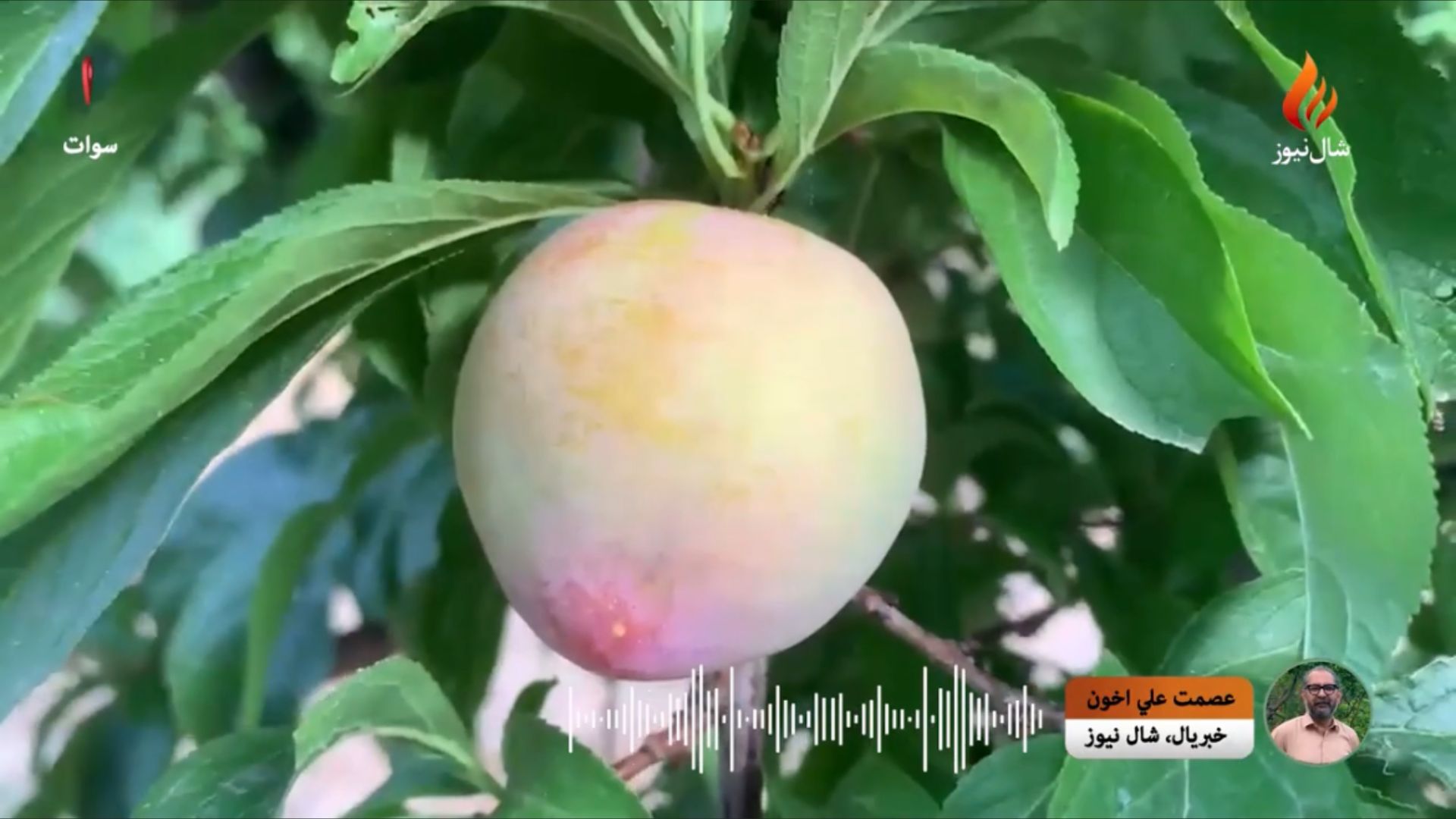 سوات کې اقلیمي بدلون د “سره ښاپېرۍ” په پېداوار ښکاره اثر پرېباسلی