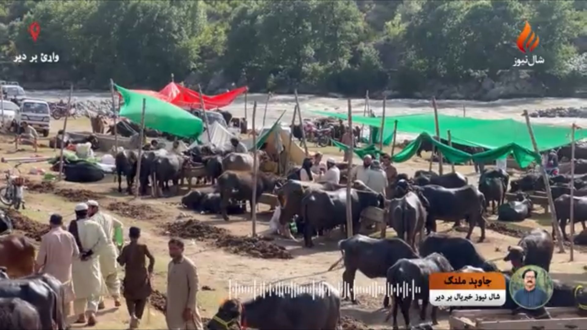 بره دیر کې د سیند په غاړه د څاروو منډۍ ؛ د خلکو وس او د ګرانۍ اندېښنې
