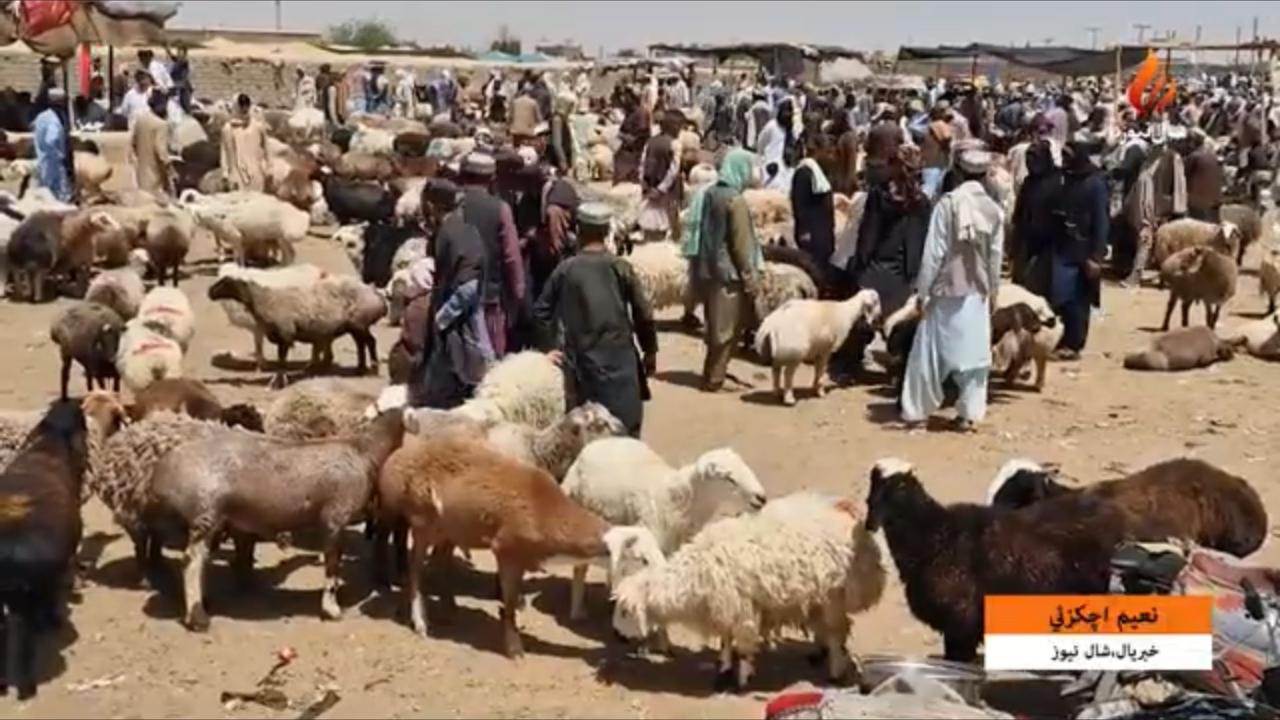په چمن کې د تېر کال پرتله سږ کال د قربانۍ څاروي ارزان دي