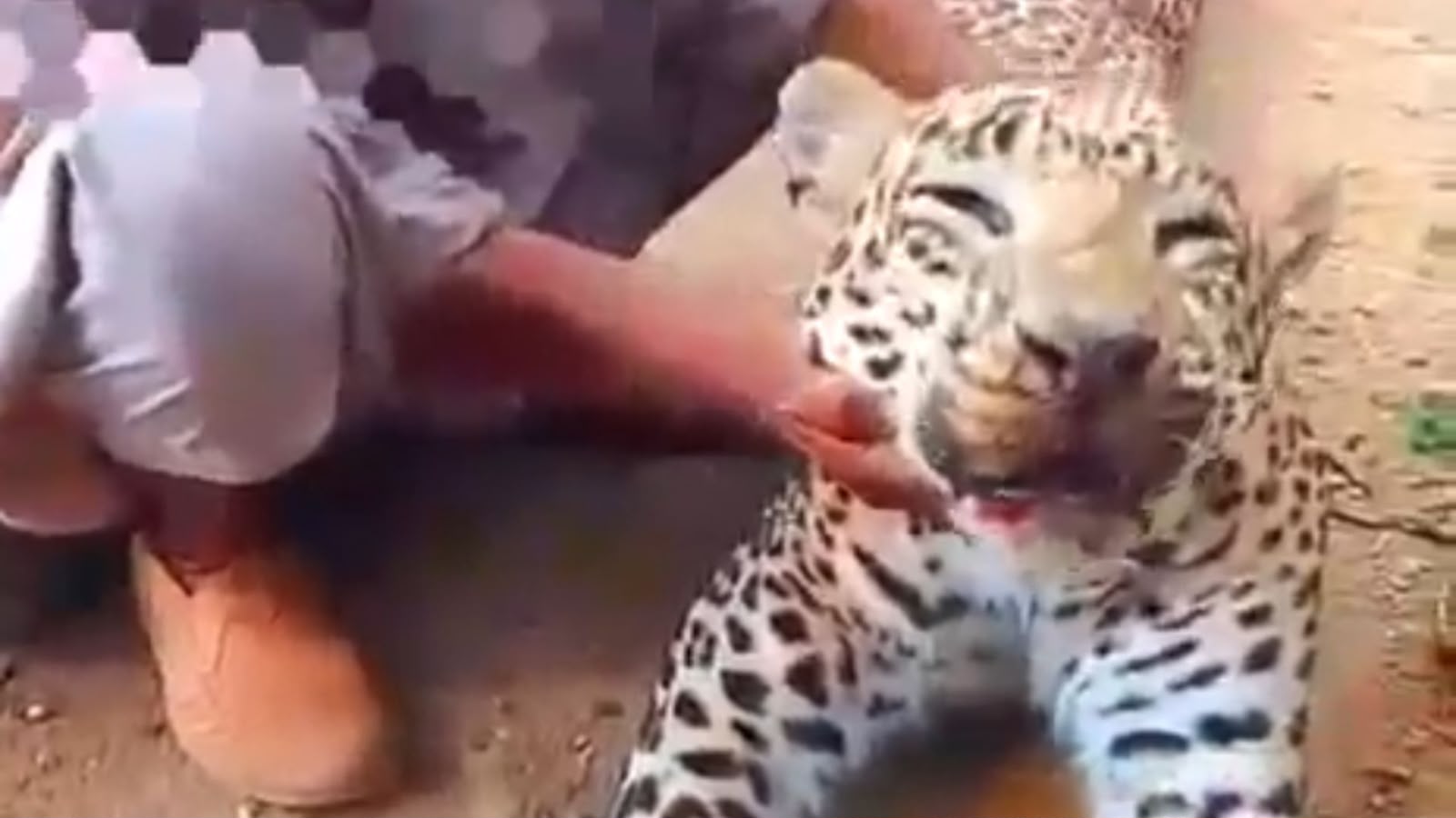 باجوړ : د څارويو ښکار کوونکی پړانګ ووژل شو، د وایلډ لایف ادارې د قانوني اقدام خبر ورکړ