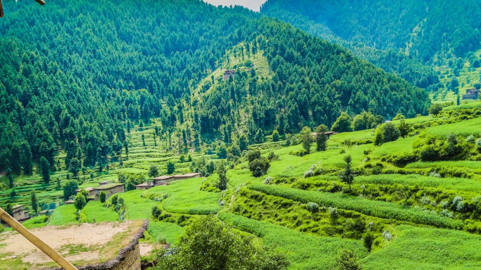 خيبر : په باړه او تيراه کې د ځنګلونو د ساتنې او پراختيا لپاره نوې منصوبې پېلېږي