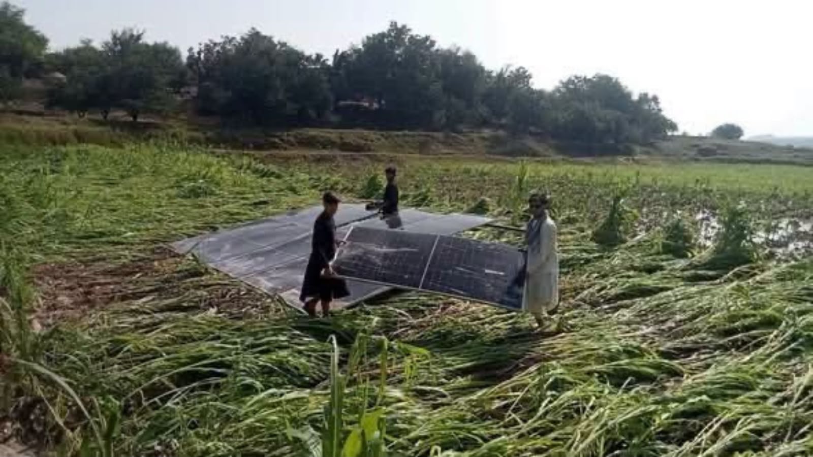 افغانستان : ننګرهار کې سخت باران او ږلۍ؛ شاوخوا ۲ زره جریبه کرنیزې ځمکې زیانمنې شوې
