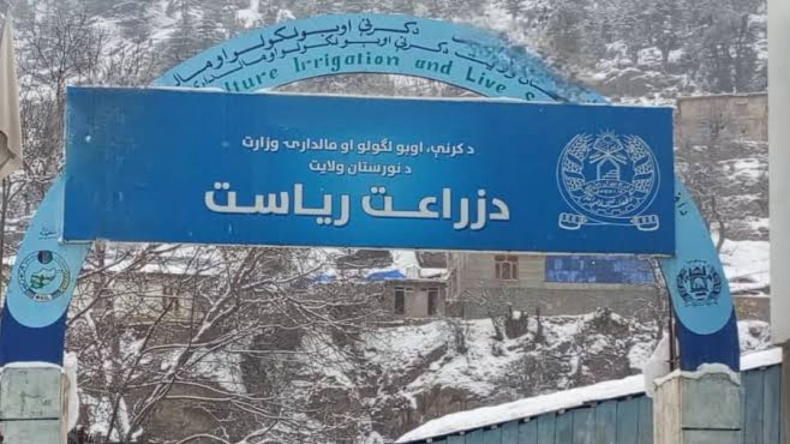 افغانستان : نورستان کې د یوې ونې وهلو په سر یوه غوا جرمانه ټاکل شوې