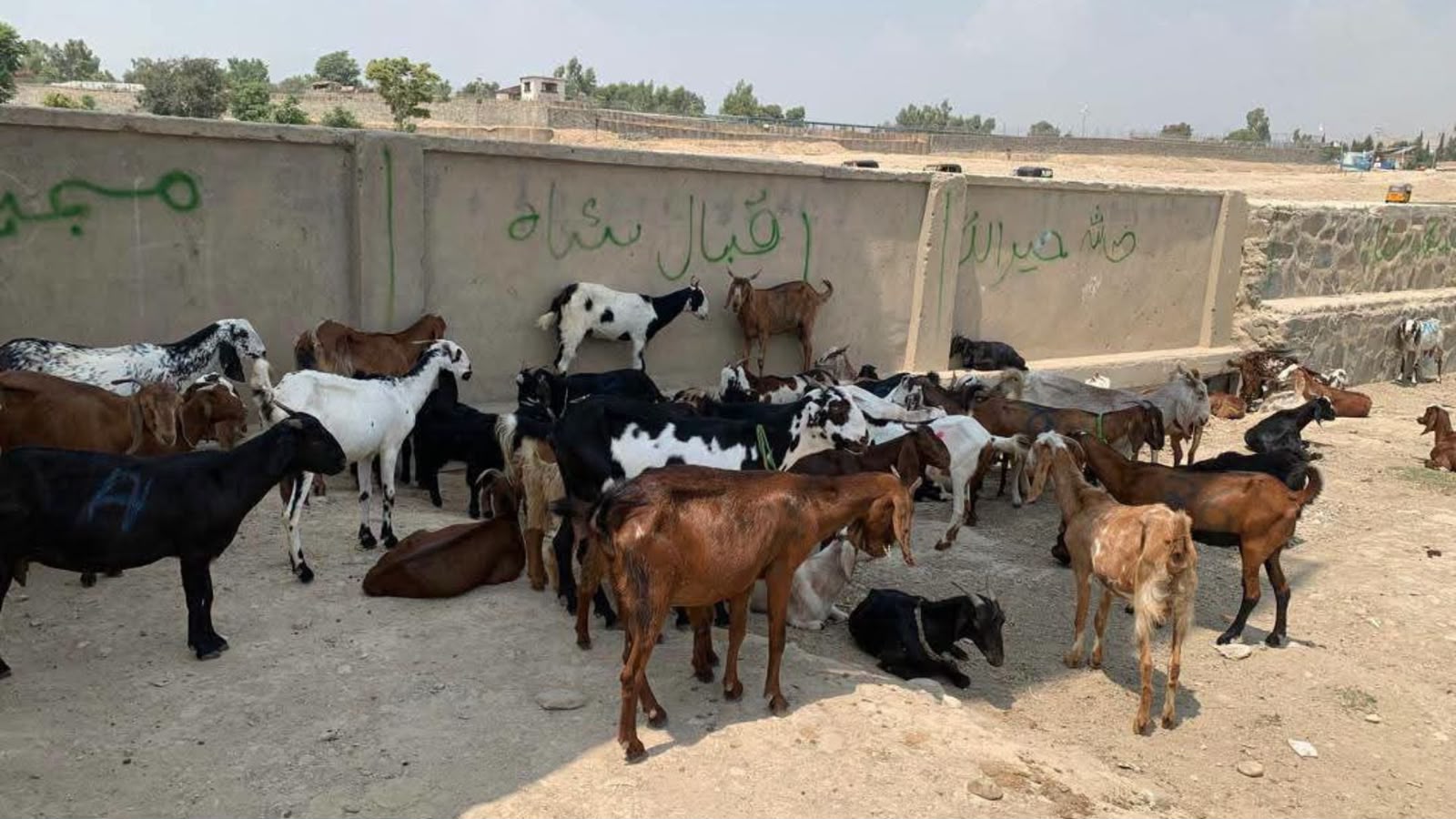 افغانستان : لغمان کې ۴۵ کورنیو ته وزې ووېشل شوې