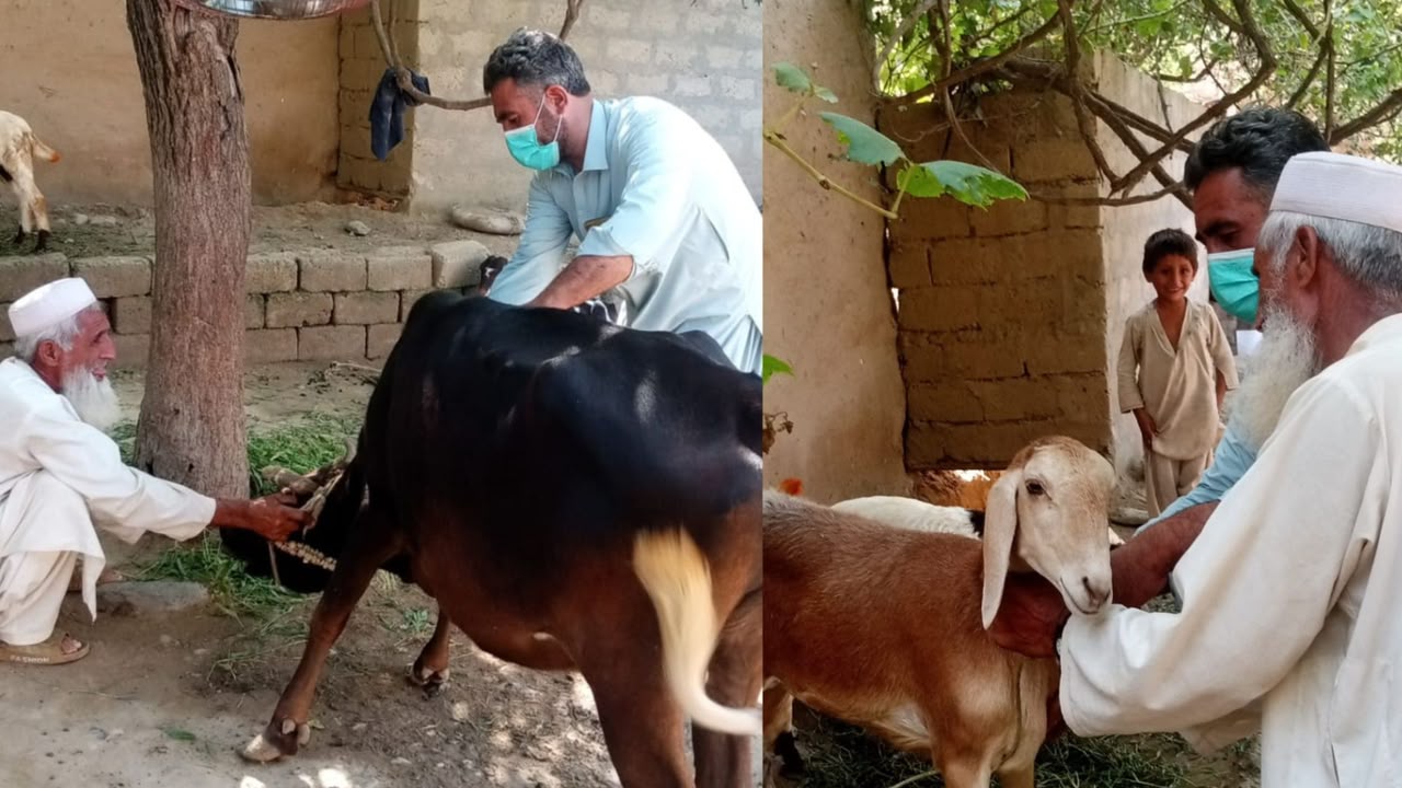 باجوړ کې د څارویو د خطرناکو خورېدونکو ناروغیو پر ضد د واکسین کمپاین چټک شوی
